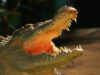 Croc-infested river gets greenlight for Australia Olympics Croc-infested river gets greenlight for Australia Olympics