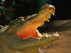 Croc-infested river gets greenlight for Australia Olympics Croc-infested river gets greenlight for Australia Olympics