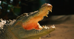 Croc-infested river gets greenlight for Australia Olympics Croc-infested river gets greenlight for Australia Olympics