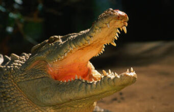 Croc-infested river gets greenlight for Australia Olympics Croc-infested river gets greenlight for Australia Olympics