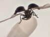 Rice weevil on a grain of rice wins 2025 Nikon Small World contest Rice weevil on a grain of rice wins 2025 Nikon Small World contest