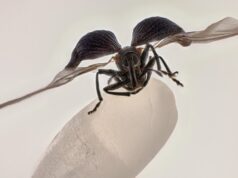 Rice weevil on a grain of rice wins 2025 Nikon Small World contest Rice weevil on a grain of rice wins 2025 Nikon Small World contest