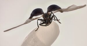 Rice weevil on a grain of rice wins 2025 Nikon Small World contest Rice weevil on a grain of rice wins 2025 Nikon Small World contest