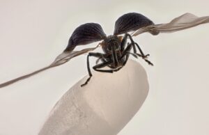 Rice weevil on a grain of rice wins 2025 Nikon Small World contest Rice weevil on a grain of rice wins 2025 Nikon Small World contest