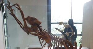 The first people to set foot in Australia were fossil hunters The first people to set foot in Australia were fossil hunters