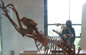 The first people to set foot in Australia were fossil hunters The first people to set foot in Australia were fossil hunters