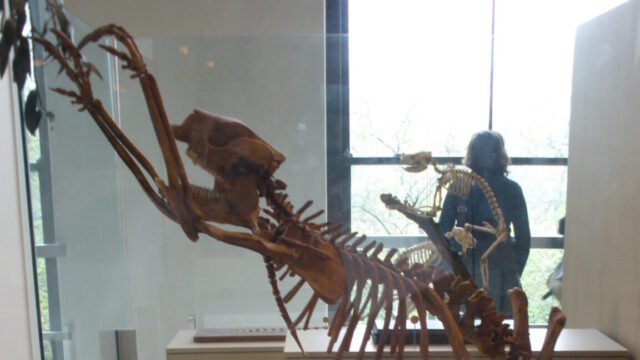 rsosSimosthenurus_occidentalis-1152x648-1761239043.jpg The first people to set foot in Australia were fossil hunters