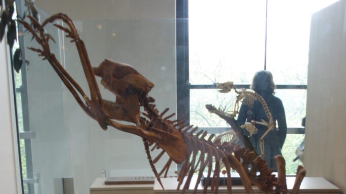 The first people to set foot in Australia were fossil hunters The first people to set foot in Australia were fossil hunters