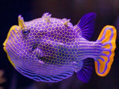 Why imperfection could be key to Turing patterns in nature Why imperfection could be key to Turing patterns in nature