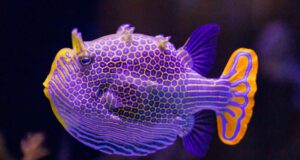 Why imperfection could be key to Turing patterns in nature Why imperfection could be key to Turing patterns in nature