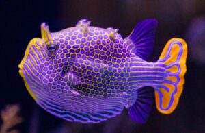 Why imperfection could be key to Turing patterns in nature Why imperfection could be key to Turing patterns in nature