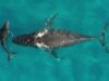 Whale and dolphin migrations are being disrupted by climate change Whale and dolphin migrations are being disrupted by climate change
