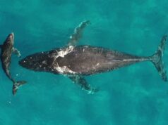 Whale and dolphin migrations are being disrupted by climate change Whale and dolphin migrations are being disrupted by climate change