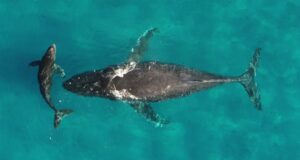 Whale and dolphin migrations are being disrupted by climate change Whale and dolphin migrations are being disrupted by climate change
