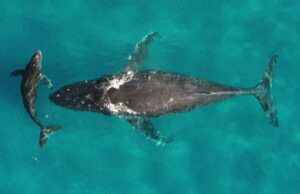 Whale and dolphin migrations are being disrupted by climate change Whale and dolphin migrations are being disrupted by climate change