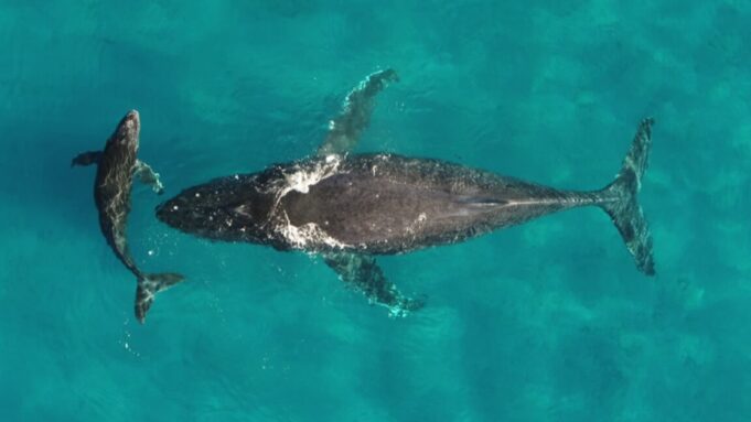 Whale and dolphin migrations are being disrupted by climate change Whale and dolphin migrations are being disrupted by climate change