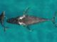 Whale and dolphin migrations are being disrupted by climate change Whale and dolphin migrations are being disrupted by climate change